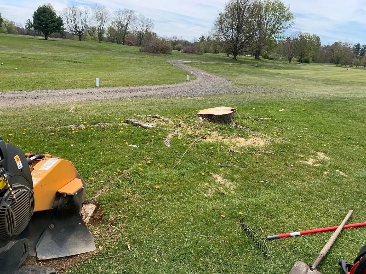 Stump in an open lawn before grinding